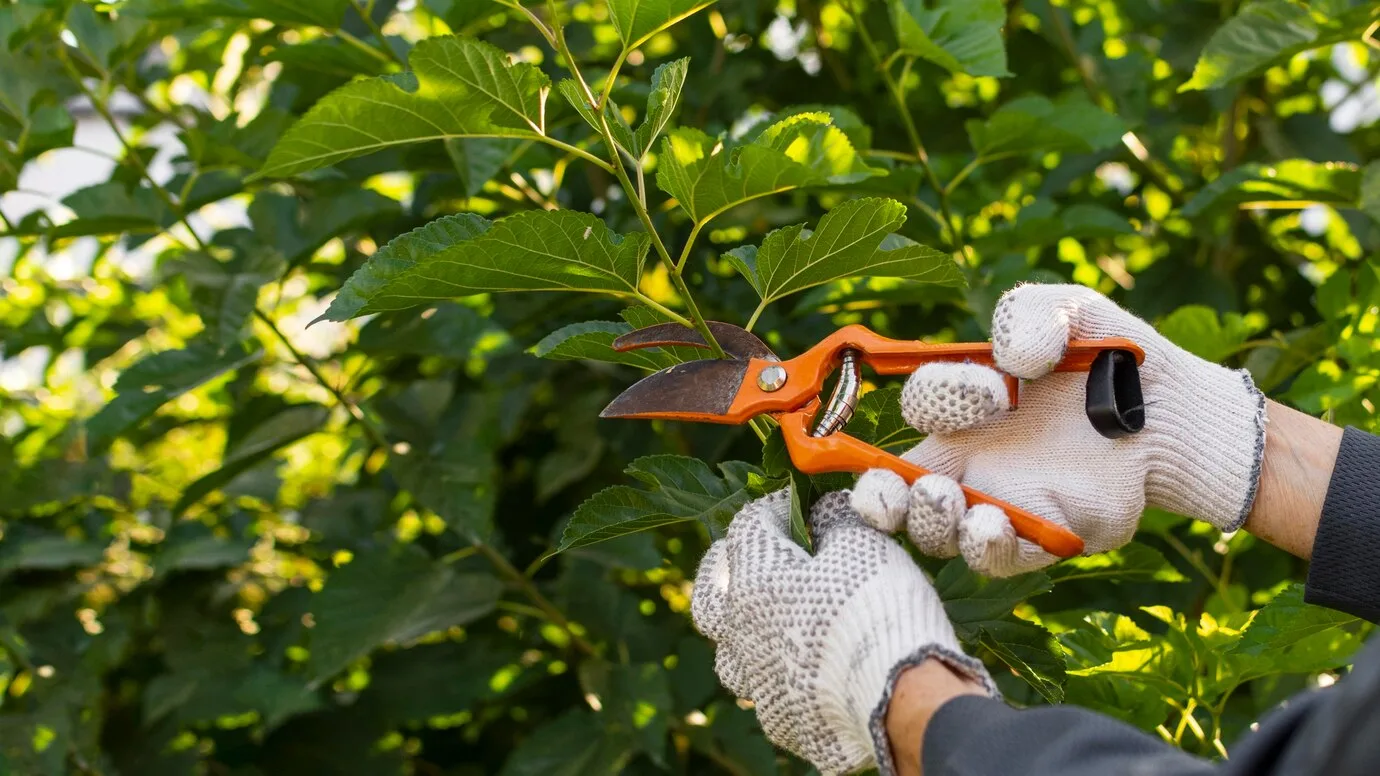 Servicio: Cuidado de jardín - Mantenimiento de arbustos y flores para un precioso jardín.